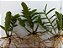 Kit orquídeas epidendrun vermelha 5 unidades - Imagem 3