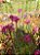Orquidea epidendrun rosa E3 - Imagem 2