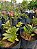Orquidea epidendrun rosa E3 - Imagem 4