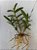 Orquídea epidendrum lilás E5 - Imagem 2