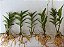Kit epidendrun com 5 mudas 1 de cada - Imagem 2