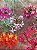 Kit epidendrun com 5 mudas 1 de cada - Imagem 1