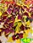 Coleus 48 - Imagem 1