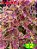 Coleus 52 - Imagem 1
