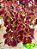 Coleus 52 - Imagem 2