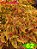 Coleus 62 - Imagem 1
