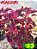 Coleus 93 - Imagem 2