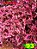 Coleus 93 - Imagem 1