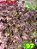Coleus 97 - Imagem 1