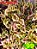 Coleus 99 - Imagem 1