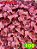 Coleus 100 - Imagem 1