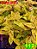 Coleus 112 - Imagem 1