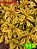 Coleus 113 - Imagem 1