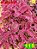 Coleus 115 - Imagem 1