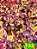 Coleus 132 - Imagem 1