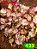 Coleus 133 - Imagem 1