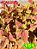 Coleus 151 - Imagem 1