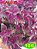 Coleus 126 - Imagem 1