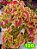 Coleus 120 - Imagem 1
