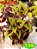 Coleus 129 - Imagem 2
