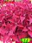 Coleus 172 - Imagem 1