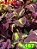 Coleus 187 - Imagem 1