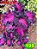 Coleus 195 - Imagem 1