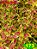 Coleus 173 - Imagem 1