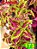 Coleus 173 - Imagem 2