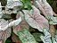 Caladium 1 - Imagem 2