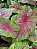 Caladium 2 - Imagem 2