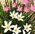 Kit lírio do vento 5 branco 5 rosa - Imagem 1