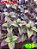 Coleus 105 - Imagem 1