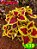 Coleus 139 - Imagem 1