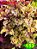Coleus 153 - Imagem 1