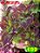 Coleus 199 - Imagem 1