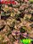 coleus 109 - Imagem 1