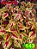 coleus 143 - Imagem 1
