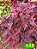 coleus 148 - Imagem 1