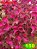 coleus 150 - Imagem 1