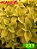 Coleus 221 - Imagem 1