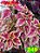 Coleus 249 - Imagem 1