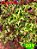 Coleus 201 - Imagem 1