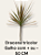 dracena tricolor - Imagem 2