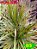 dracena bicolor - Imagem 1