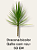 dracena bicolor - Imagem 2