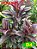 dracena compacta roxo e branco - Imagem 1
