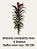 dracena compacta roxo e branco - Imagem 2