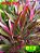 dracena pena de indio de folha larga - Imagem 1