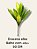 dracena cordiyline alba - Imagem 2